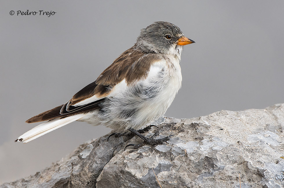 Gorrion alpino (Montifringilla nivalis)